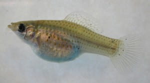 Female sailfin molly